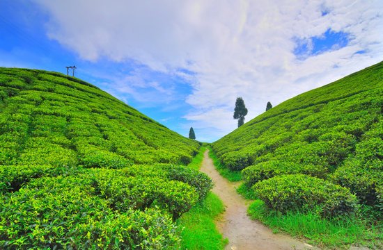 GOPALDHARA TEA ESTATE